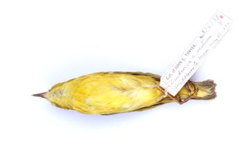 Media type: image;   Ornithology 324139 Description: Dendroica petechia;  Aspect: ventral